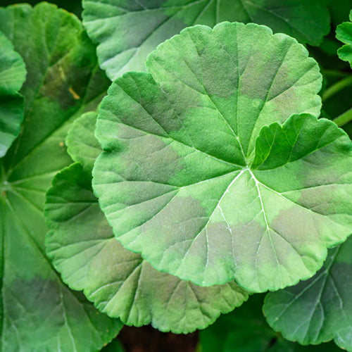 The Variations of Tender Geranium Leaves