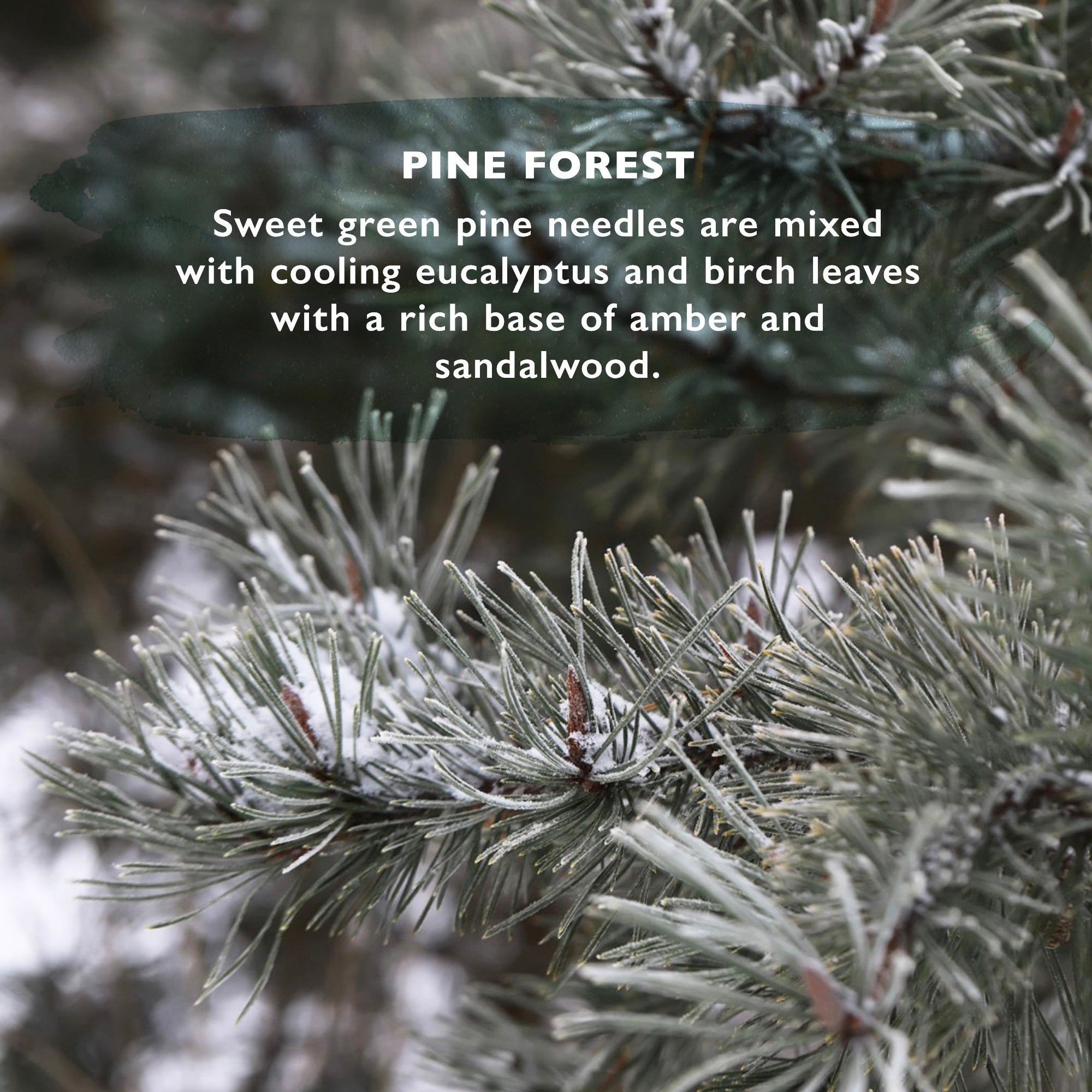 Wild Ethos Pine Forest Scented Tealights