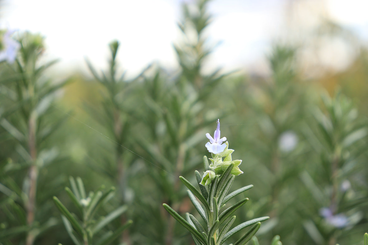 Rosemary scented home fragrance