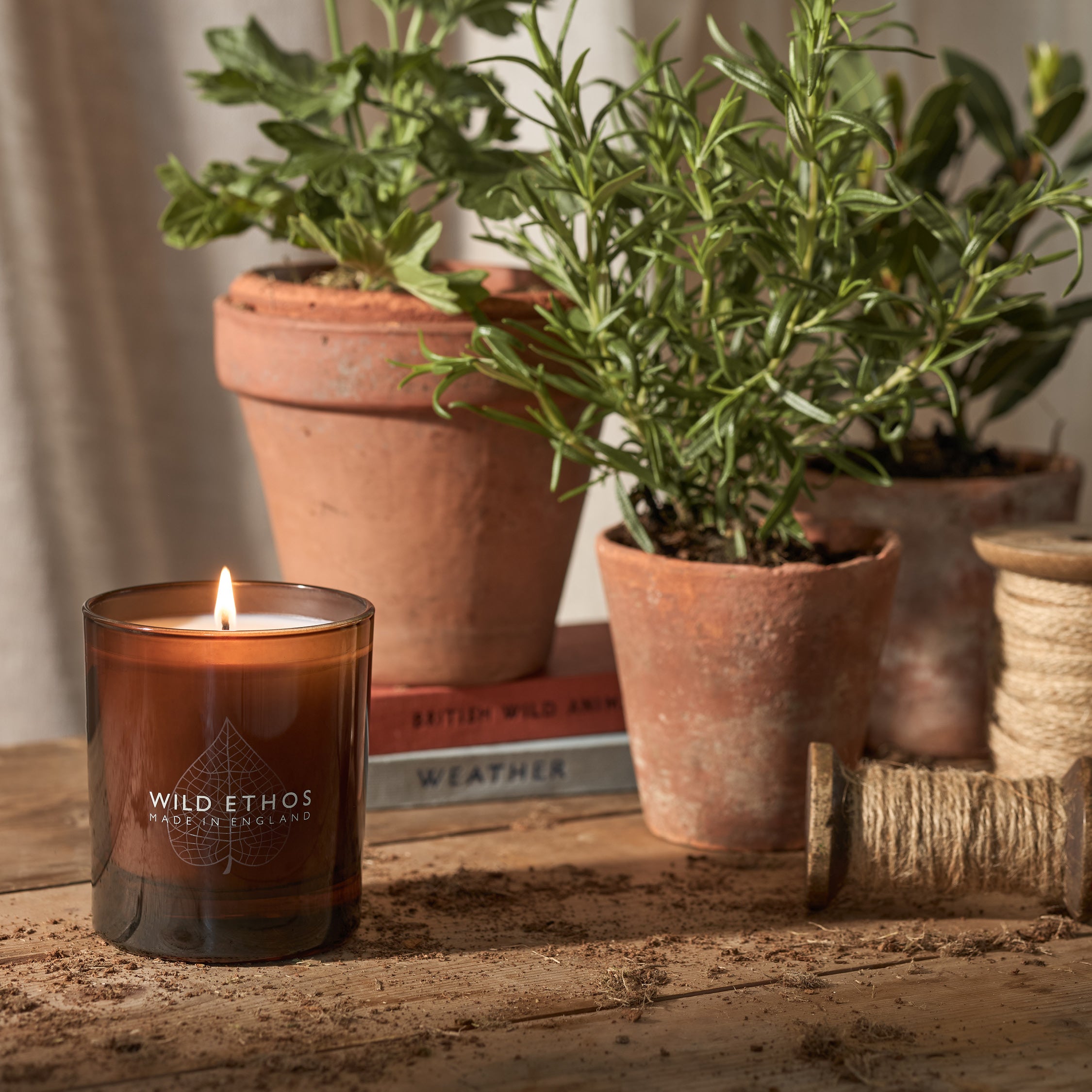 Wild Ethos Glass Candle on a wooden surface with a plant