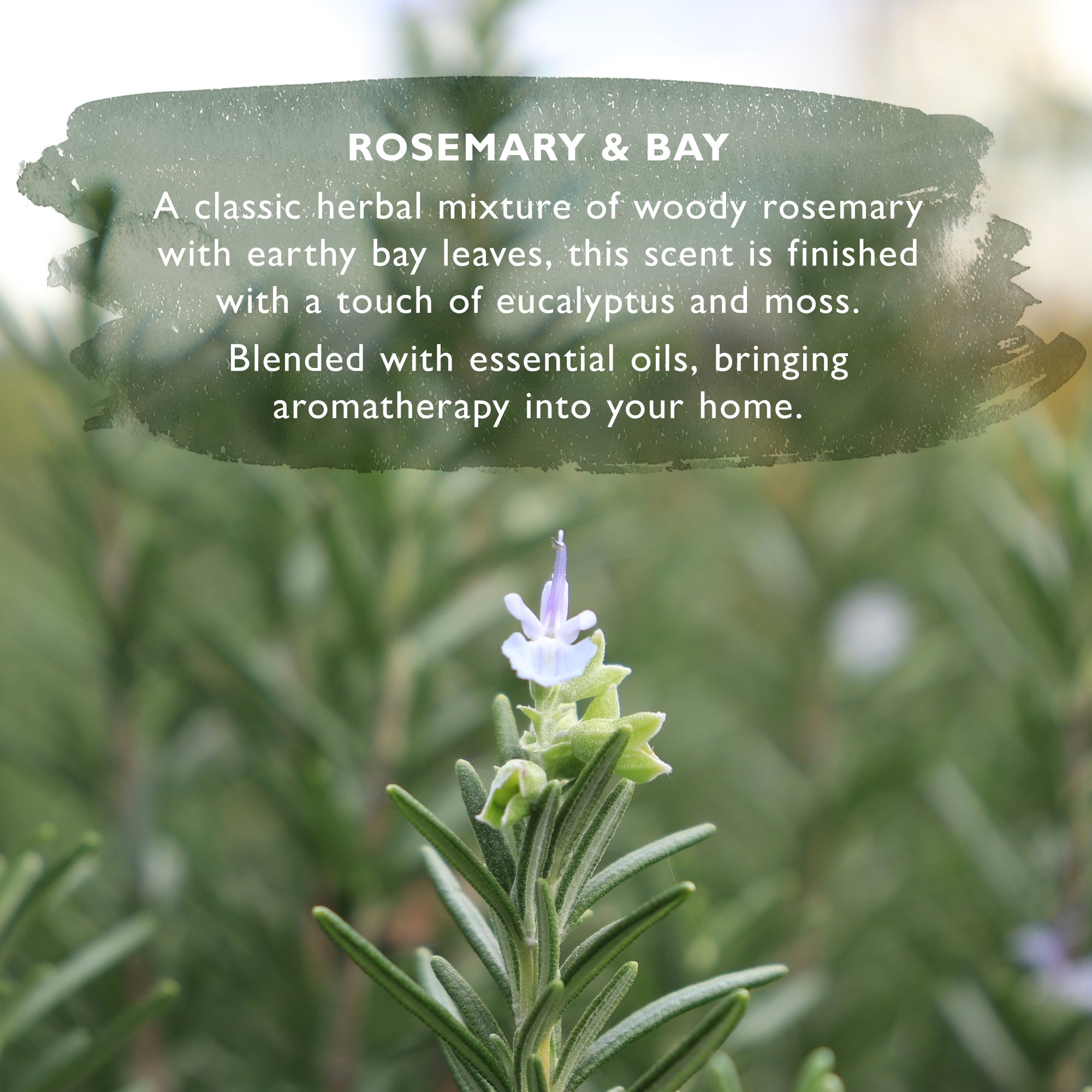 Wild Ethos Rosemary & Bay Leaf Diffuser