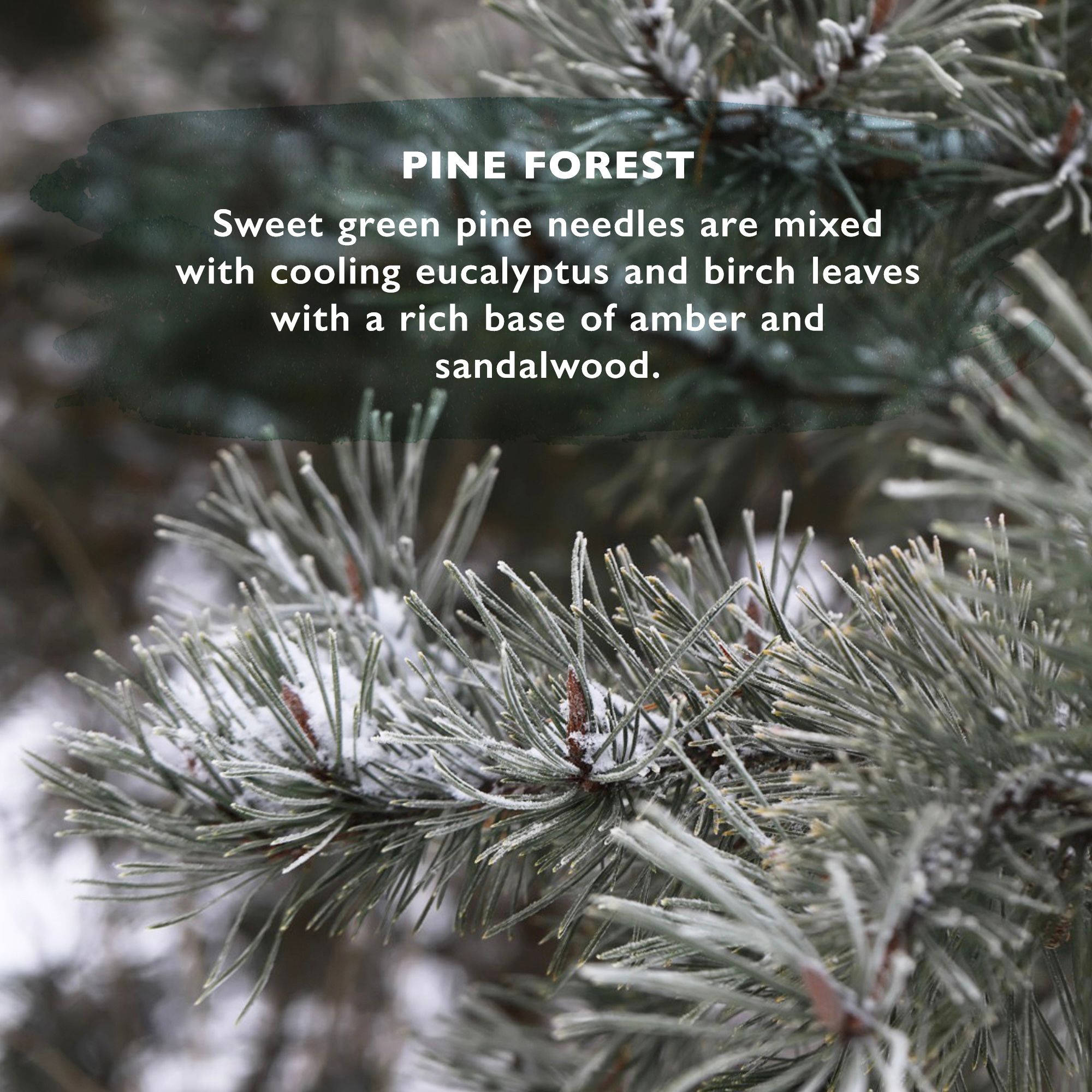 Wild Ethos Pine Forest Jar Candle